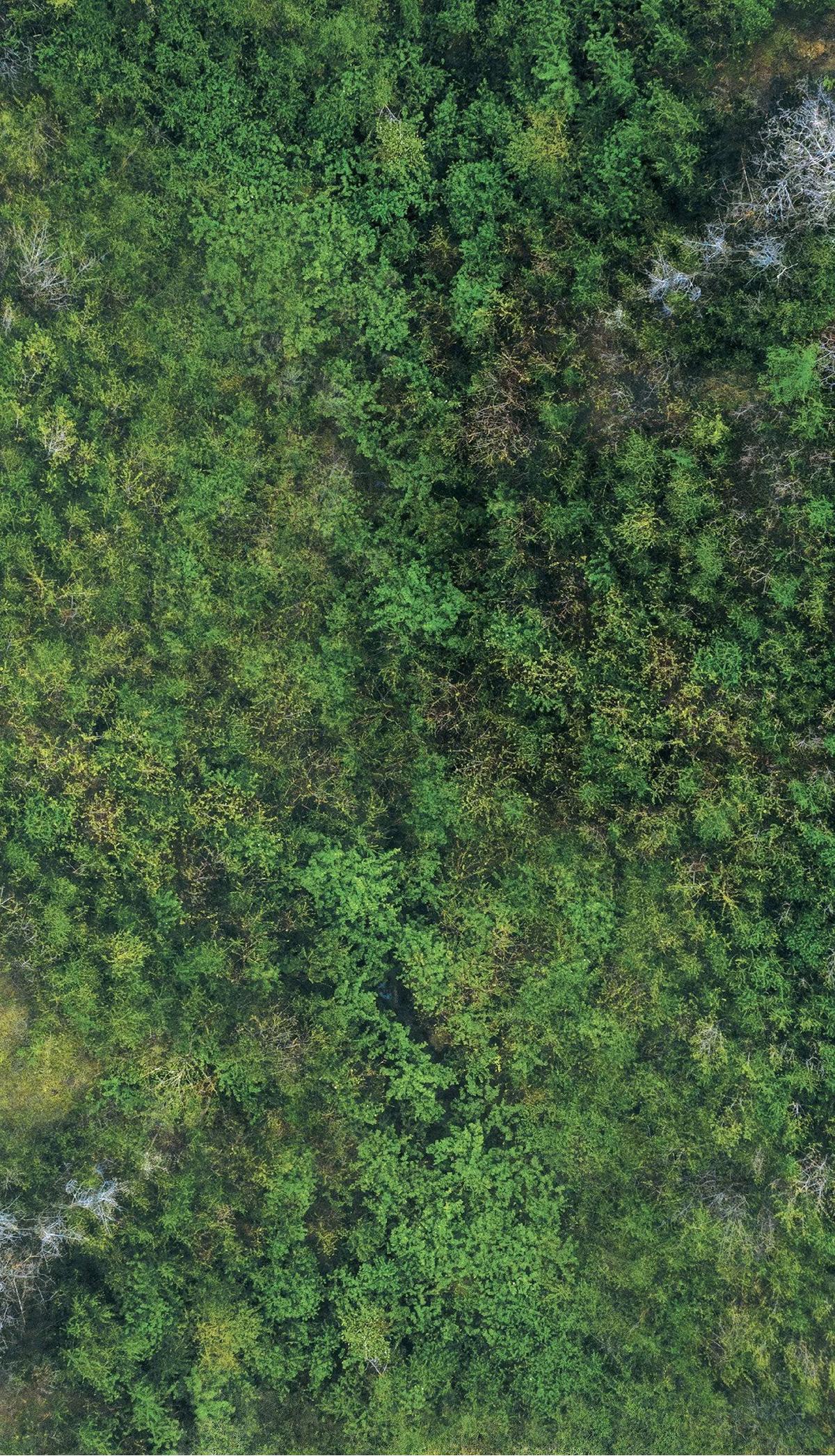 Pack de terrain "Forests" 5 pièces 9x5 - crank-wargame